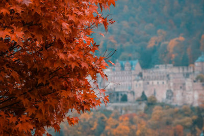 Close-up of autumnal tree against orange sky