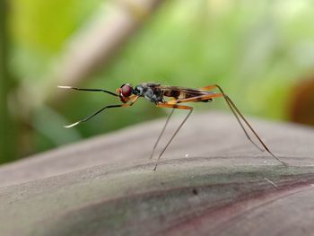 Close-up of insect