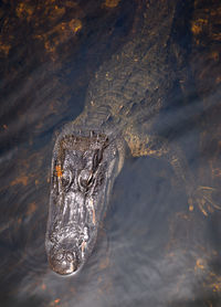 Crocodile swimming in sea