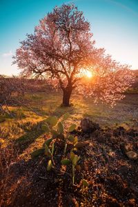 Tree on field against sky during autumn