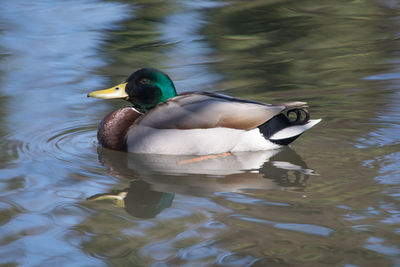 Duck swimming in lake