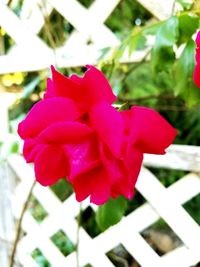 Close-up of red rose blooming outdoors