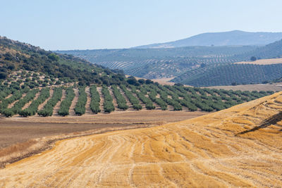 Scenic view of agricultural field against clear sky