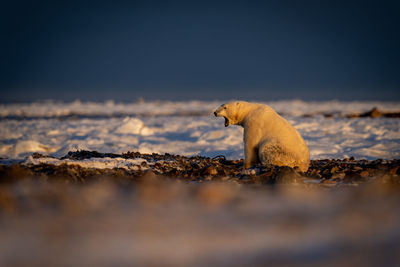 Polar bear sits on tundra opening mouth