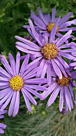 Close-up of purple coneflower blooming outdoors