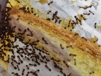 large group of animals