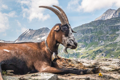 Side view of a giraffe on mountain against sky