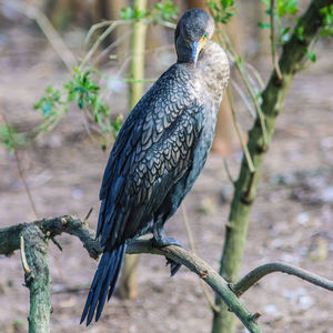 Close-up of a neotropic cormorant perching on branch