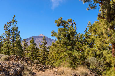 Trees on landscape against blue sky