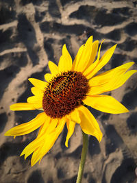 Close-up of sunflower
