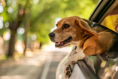 Close-up of dog looking away