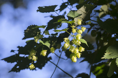 Low angle view of flowering plant against trees