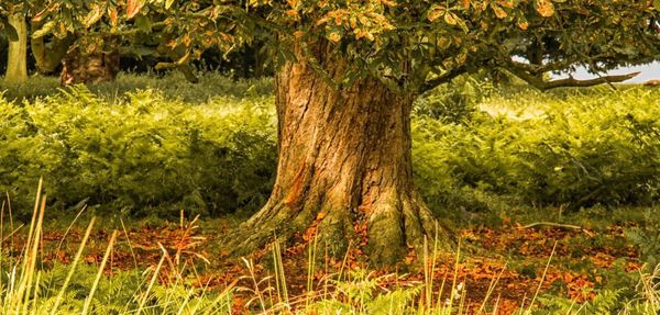 Trees in forest