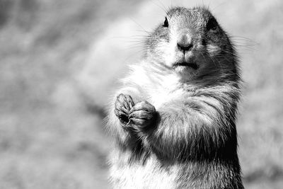 Close-up of prairie dog outdoors