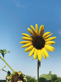 Low angle view of sunflower against clear sky