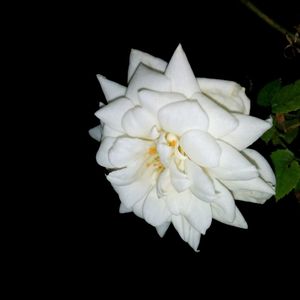 Close-up of flower blooming against black background