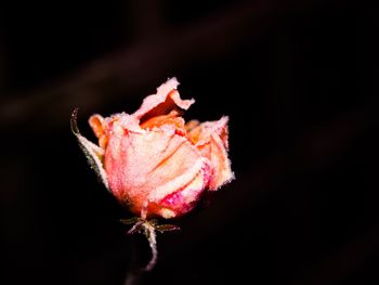 Close-up of flower against black background