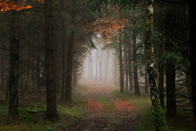 Trees in forest during autumn