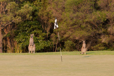 Kangaroo with trees in background