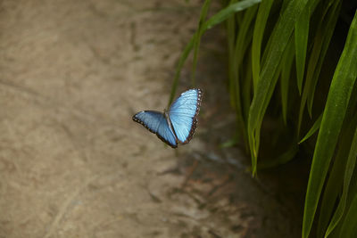 Close-up of bird on leaf