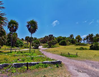 Road amidst plants against sky