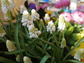 Close-up of white flowering plants