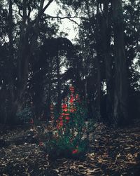 Trees in forest during autumn