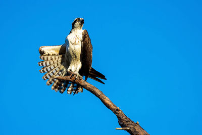 Low angle view of eagle perching on branch against blue sky