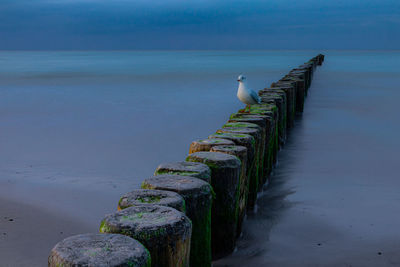 Seagulls perching on wooden post in sea