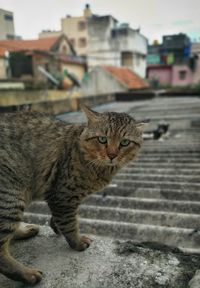 Portrait of a cat