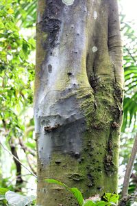 Close-up of tree trunk