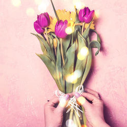 Close-up of hand holding purple tulip