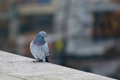 Dove sit on a ledge.