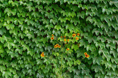 High angle view of flowering plants