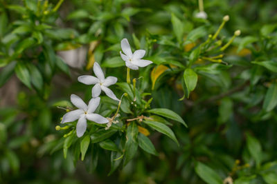 Close-up of white flowering plant