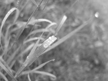 Close-up of insect on plant