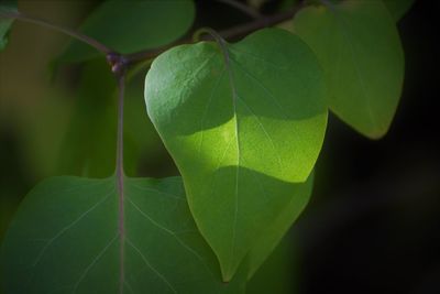 Close-up of green leaves