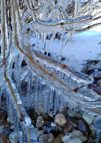 Close-up of frozen tree