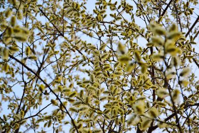 Low angle view of flowering tree