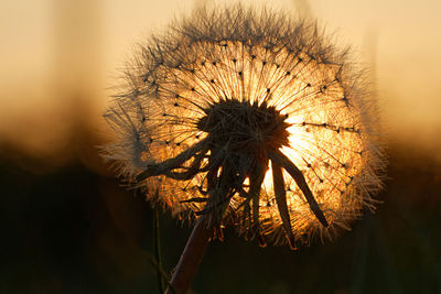 Close-up of dandelion on plant