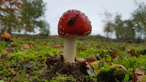 Close-up of mushroom growing on field