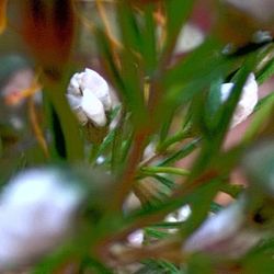 Close-up of plant