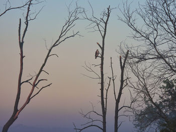 Low angle view of bird perching on bare tree against sky