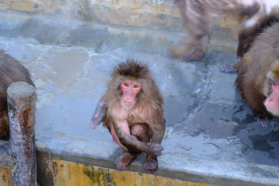 Monkey sitting outdoors