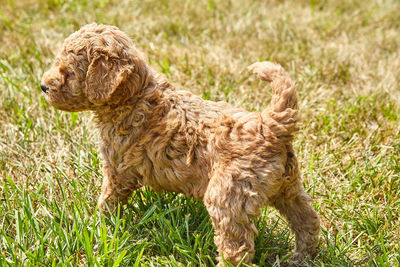 Side view of a dog on field