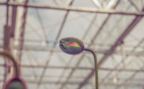 Close-up of basketball hoop