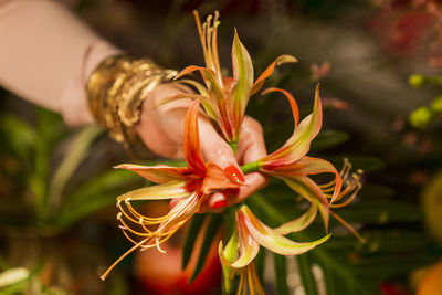 Close-up of flowering plant