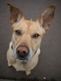 Close-up portrait of dog