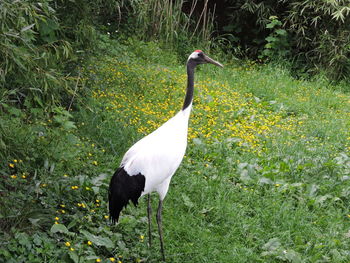 White bird on a field