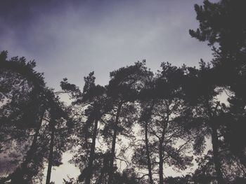 Low angle view of trees against sky